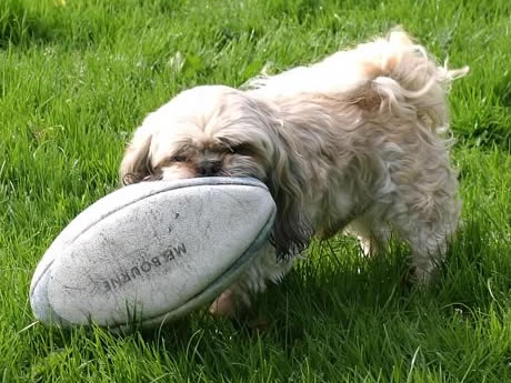 Leburnick Kennels - Dog playing.