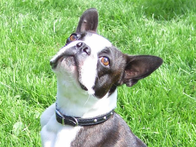 Leburnick Kennels.
