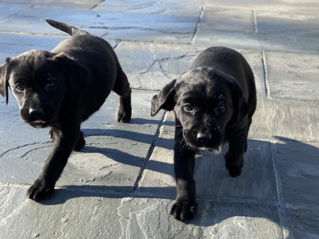 Woodybrook Dogs.